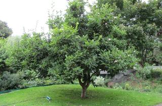 Grundstück zu kaufen in 16341 Panketal, VERKAUF HAUS / GRUNDSTÜCK mit lebenslangem WOHNRECHT