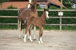 Immobilie kaufen in 48465 Isterberg, Vielseitige Reitanlage mit mehreren Wohneinheiten, arrondiertem Land und bester Lage für Reiter