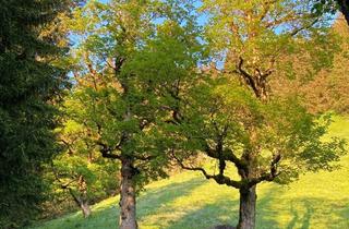 Haus kaufen in 77977 Rust, Vielseitiges Wohn- und Renditeobjekt in Bestlage von Rust/Europa-Park
