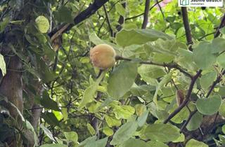 Grundstück zu kaufen in 73614 Schorndorf, Bauen im Zentrum von Schorndorf