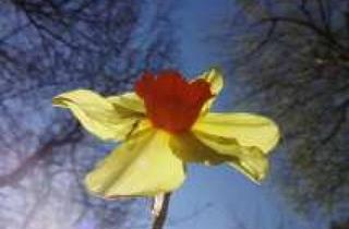 Anlageobjekt in 24837 Schleswig, Top-Preis! Liebhaberobjekt! Historische Schönheit mit 3 WE im schönen Schuby, Paradies für Kinder !