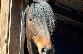 Haus kaufen in 25858 Högel, Högel - Perfekt für Mensch und Tier - Moderner Resthof in Nordfriesland