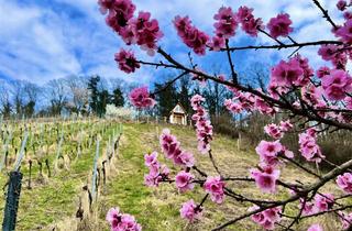 Haus kaufen in Bergstrasse, 64646 Heppenheim, Toscana Feeling - Romanisches Häuschen mit Weinberg in bester Lage der Bergstrasse