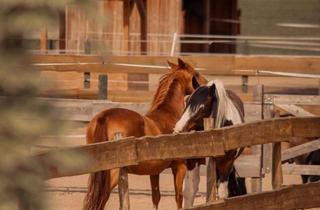 Bauernhaus kaufen in 39291 Möckern, Pferdeimmobilie, Pferdehof, Bauernhof, Ranch,Haus zu verkaufen