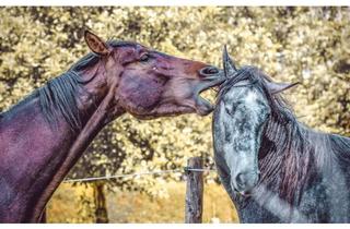 Haus kaufen in 64823 Groß-Umstadt, Ruckzuck sind Sie in Darmstadt-Frankfurt-, wohnen aber ruhig und preiswert!