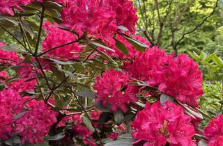 Immobilie mieten in 20144 Eimsbüttel, Möblierte, helle, ruhige 2-Zi-Wohnung in Fußnähe zur Universität, 4. Stock mit Aufzug