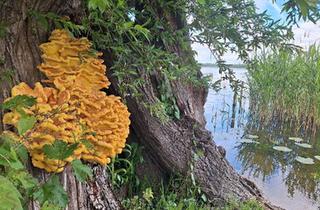 Haus kaufen in 17166 Teterow, Teterow - Wassergrundstück mit Bungalow am Malchiner See
