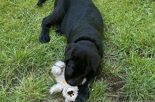 Haus kaufen in 09648 Kriebstein, FREUEN SIE SICH AUF KINDERLACHEN UND HUNDEGEBELL IM EIGENEN HAUS!