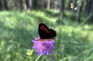 Grundstück zu kaufen in 14822 Borkwalde, Borkwalde: In der Natur zuhause!