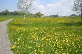 Wohnung mieten in 88299 Leutkirch, In der Ruhe liegt die Kraft - 2,5 Zi-Whg Balkon und Einbauküche - provisionsfrei