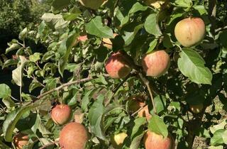 Haus kaufen in 97647 Nordheim, Idyllisches Landhaus in der Rhön