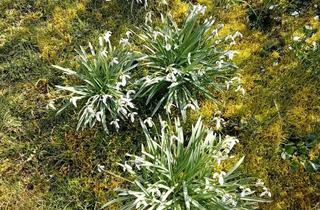 Mehrfamilienhaus kaufen in Neuburgerstraße 00, 85049 Friedrichshofen, RARITÄT -- ALTER WESTEN -- MEHRFAMILIENHAUS