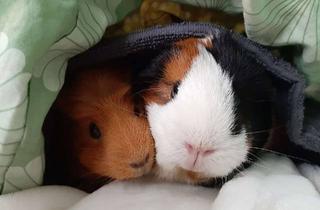 Haus kaufen in 09212 Limbach-Oberfrohna, FÜHLEN SIE SICH WOHL IM NEUEN HAUS DANK SORGLOS-SICHERHEITSPAKET! TELEFON 01714863595