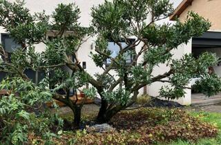 Haus mieten in 72622 Nürtingen, Geräumiges 5-Zimmer-Haus für zwei Jahre zu vermieten