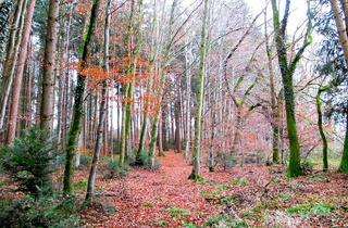 Anlageobjekt in 83373 Taching, Wunderschöne Waldfläche mit Altbaumbestand und gewährleisteter Zufahrt