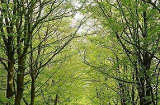 Wohnung kaufen in 01454 Ullersdorf, Ullersdorf - Sanierte Terrassenwohnung mit eigenem Garten an der Dresdner Heide!