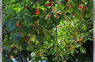 Doppelhaushälfte kaufen in 55283 Nierstein, Nierstein - +++ Ein Haus im mediterranen Stil in Nierstein+++