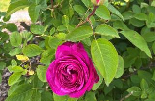 Grundstück zu kaufen in 85049 Ingolstadt, Gartenliebhaber aufgepasst!