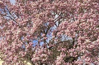 Wohnung mieten in 42651 Solingen-Mitte, 3,5-Zi.-Wohnung mit Wintergarten und Terrasse Nähe Bahnhof SG Mitte