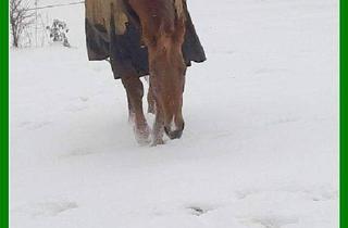 Bauernhaus kaufen in 14806 Bad Belzig, Bad Belzig - *** Bauernhaus und ca. 3 Hektar Land in Randlage ***