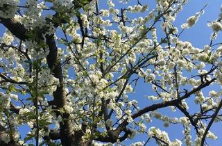 Haus kaufen in 12309 Lichtenrade, Frühlingserwachen im schönen "Taunus-Wohnensemble"