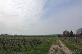 Haus kaufen in 67578 Gimbsheim, * Ruhig * Große Sonnen-Terrasse * Viel Platz! *