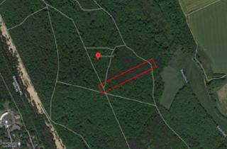 Gewerbeimmobilie kaufen in 16567 Mühlenbeck, Forstgrundstück im Waldgebiet Bieselheide