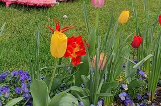 Wohnung mieten in 83527 Haag, Haag i. OBB./1,5-Zi Gartenwohnung mit EBK und Garagenstellplatz in ruhiger Lage am Waldrand