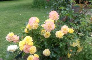 Wohnung mieten in 37124 Rosdorf, Charmantes Landhaus mit Garten in Rosd./OT- max 2 Pers.