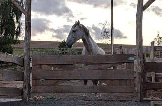 Bauernhaus kaufen in 55469 Simmern, Simmern/Hunsrück - Nähe Simmern: Tür an Tür mit den eigenen Pferden im Aktivstall!