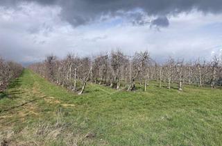 Immobilie kaufen in 53340 Meckenheim, Ackerland in Meckenheim