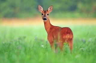 Immobilie kaufen in 49593 Bersenbrück, Reinvest, Kapitalanlage - 76 ha bestes Land mit Eigenjagd