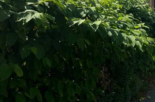 Immobilie kaufen in 09125 Chemnitz, Attraktives, gut geschnittenes Baugrundstück für Ihre Traumimmobilie.