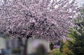 Immobilie kaufen in 02782 Seifhennersdorf, Grundstück zur Erholung mit einem Bungalow, gelegen in einer ruhigen Umgebung von Seifhennersdorf