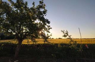 Einfamilienhaus kaufen in 16356 Werneuchen, PROVISIONSFREI | Wohnen mit Weitblick: Einfamilienhaus mit traumhafter Feldlage in Werneuchen