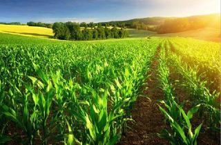 Grundstück zu kaufen in 03058 Neuhausen, Land- / Forstwirtschaft in 03058 Neuhausen, An der Eisenbahn Berlin-Görlitz