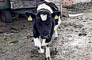 Haus kaufen in 14793 Ziesar, Lotti und Vierseitenhof suchen neuen Eigentümer