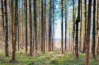 Grundstück zu kaufen in 83620 Feldkirchen-Westerham, Freizeitgrundstück mit Bachlauf und Baumbestand