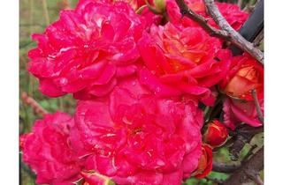 Wohnung mieten in Carl-Goerdeler-Str. Xx, 71636 Ludwigsburg, Helle 4-Zimmer-Wohnung mit Balkon im 1. OG in Ludwigsburg