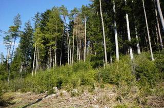 Immobilie kaufen in 83549 Eiselfing, Ein großes Stück Natur. Waldgrundstück gut gepflegt und mit gemischtem Bestand, gesicherte Zufahrt.