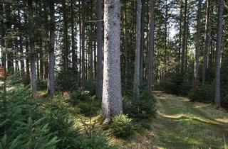 Immobilie kaufen in 83549 Eiselfing, Ein großes Stück Natur. Waldgrundstück gut gepflegt und mit gemischtem Bestand, gesicherte Zufahrt.