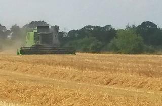 Immobilie kaufen in 17489 Greifswald, 64 Hektar bestes Ackerland mit Potenzial Nähe Greifswald