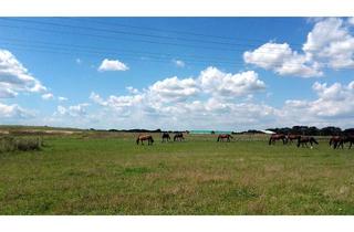 Einfamilienhaus kaufen in 15806 Zossen, Provisionsfrei: Barrierefreies Natur-Juwel (2017) mit Traumblick auf Pferdekoppel in Zossen