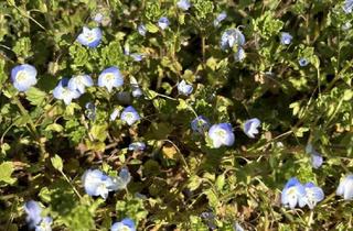 Immobilie kaufen in 86356 Neusäß, Exklusives Baugrundstück in begehrter Lage von Neusäß-Westheim