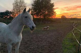 Haus kaufen in 29491 Prezelle, Pferdeimmobilie im Wendland-Neuwertiges Wohnhaus, Reithalle, Stallungen & ca. 3 ha Land in Prezelle