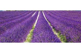 Villa kaufen in 64285 Darmstadt, Herrschaftliche Villa mit parkähnlichem Grundstück in Darmstadt