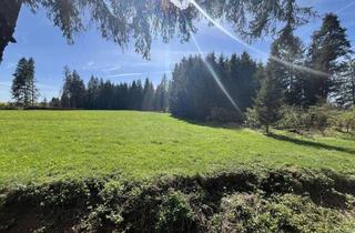 Grundstück zu kaufen in 87672 Roßhaupten, IHRE RUHEOASE IM GRÜNEN!! Schönes Freizeitgrundstück mit kleinem Waldbestand und Wiese in Roßhaupten