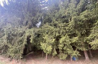 Grundstück zu kaufen in 92648 Vohenstrauß, Landwirtschaftliches Grundstück mit guter Zufahrt – überwiegend Nadelholzbestand