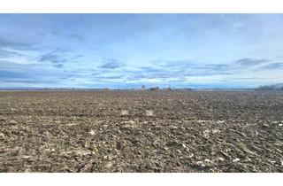 Immobilie kaufen in 89340 Leipheim, +++Leipheim-Riedheim, Ackerfläche, 82.507 m²+++