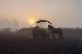 Haus kaufen in 25721 Eggstedt, Eggstedt - Charmanter Resthof mit 7,5 ha Land